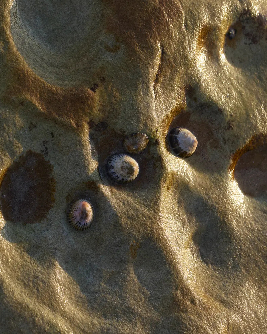 Limpet shells on sunlit rock in a Sydney rock pool, the inspiration for Star Limpet